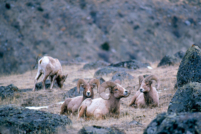 Bighorn natives